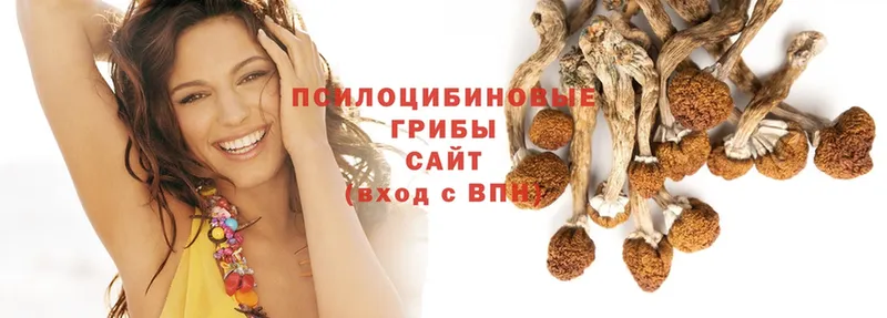 кракен как войти  Скопин  Псилоцибиновые грибы Psilocybine cubensis 