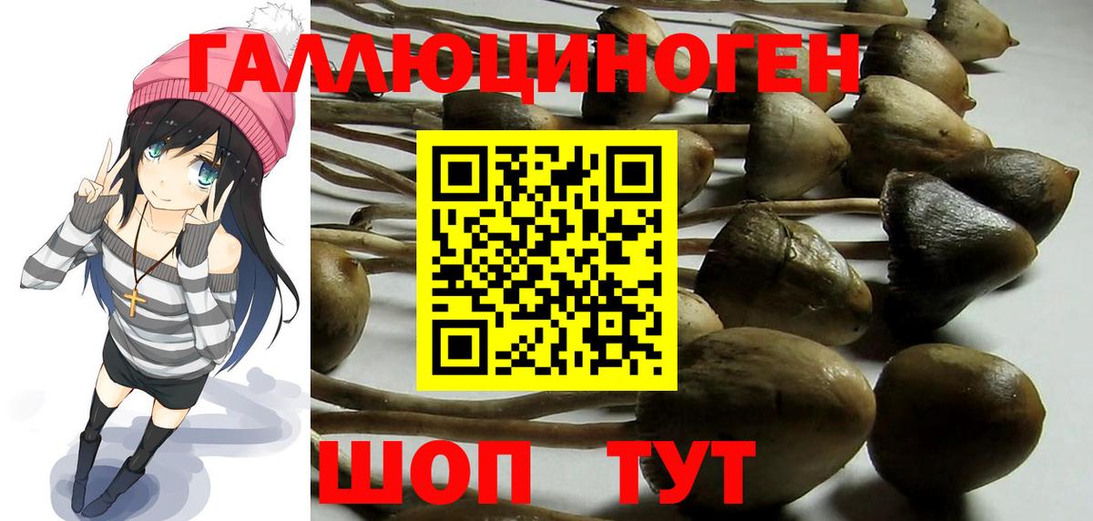 Скопин  Галлюциногенные грибы Psilocybine cubensis  Вход с VPN 